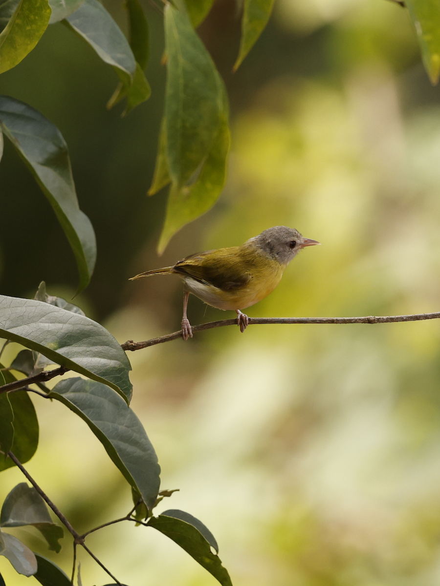 Ashy-headed Greenlet - ML638064499