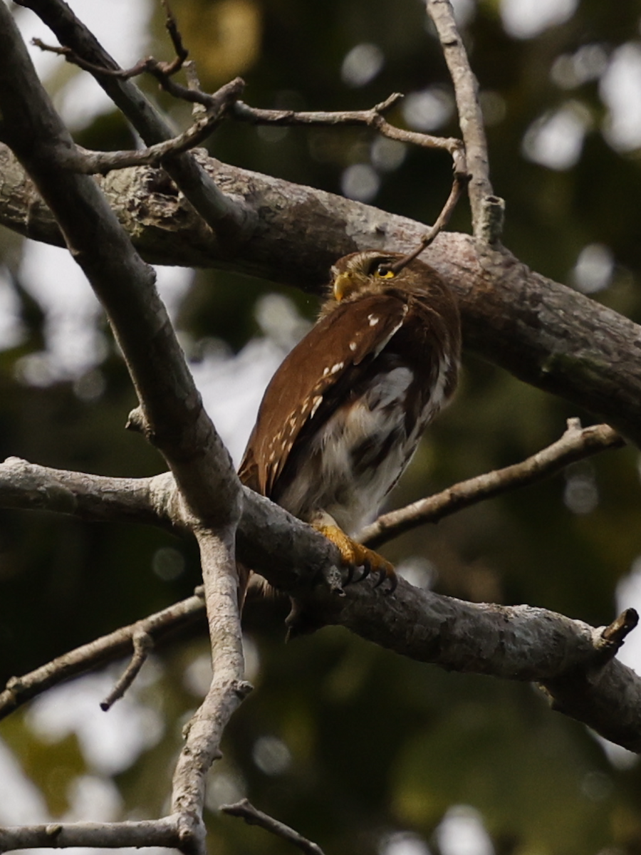 Ferruginous Pygmy-Owl - ML638064524