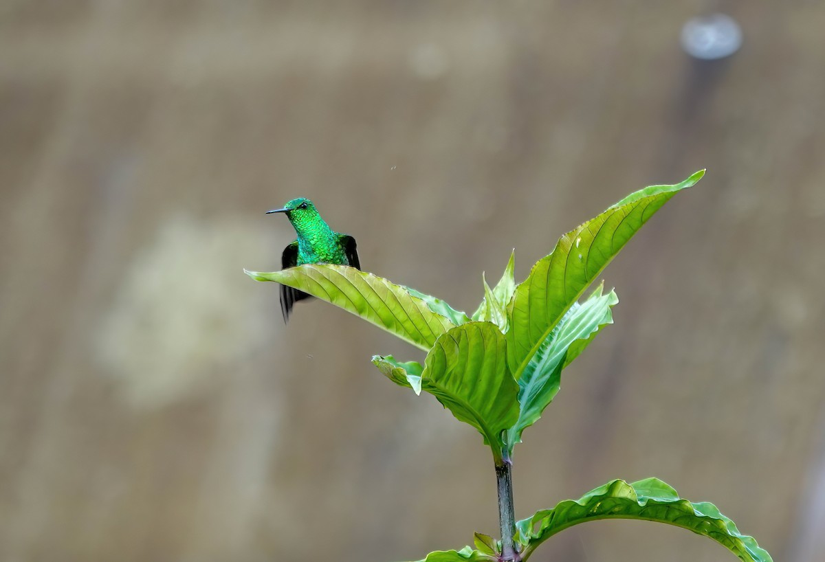 Snowy-bellied Hummingbird - ML638064563