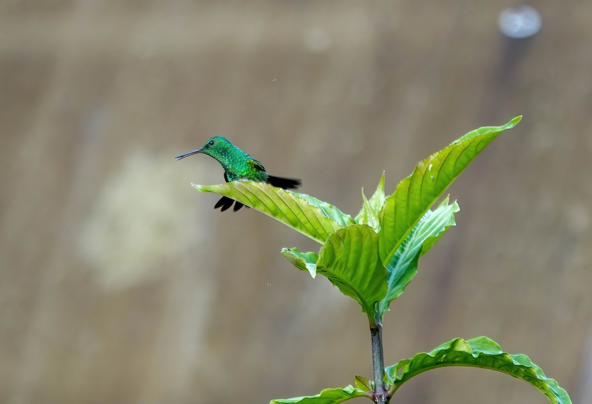 Snowy-bellied Hummingbird - ML638064576