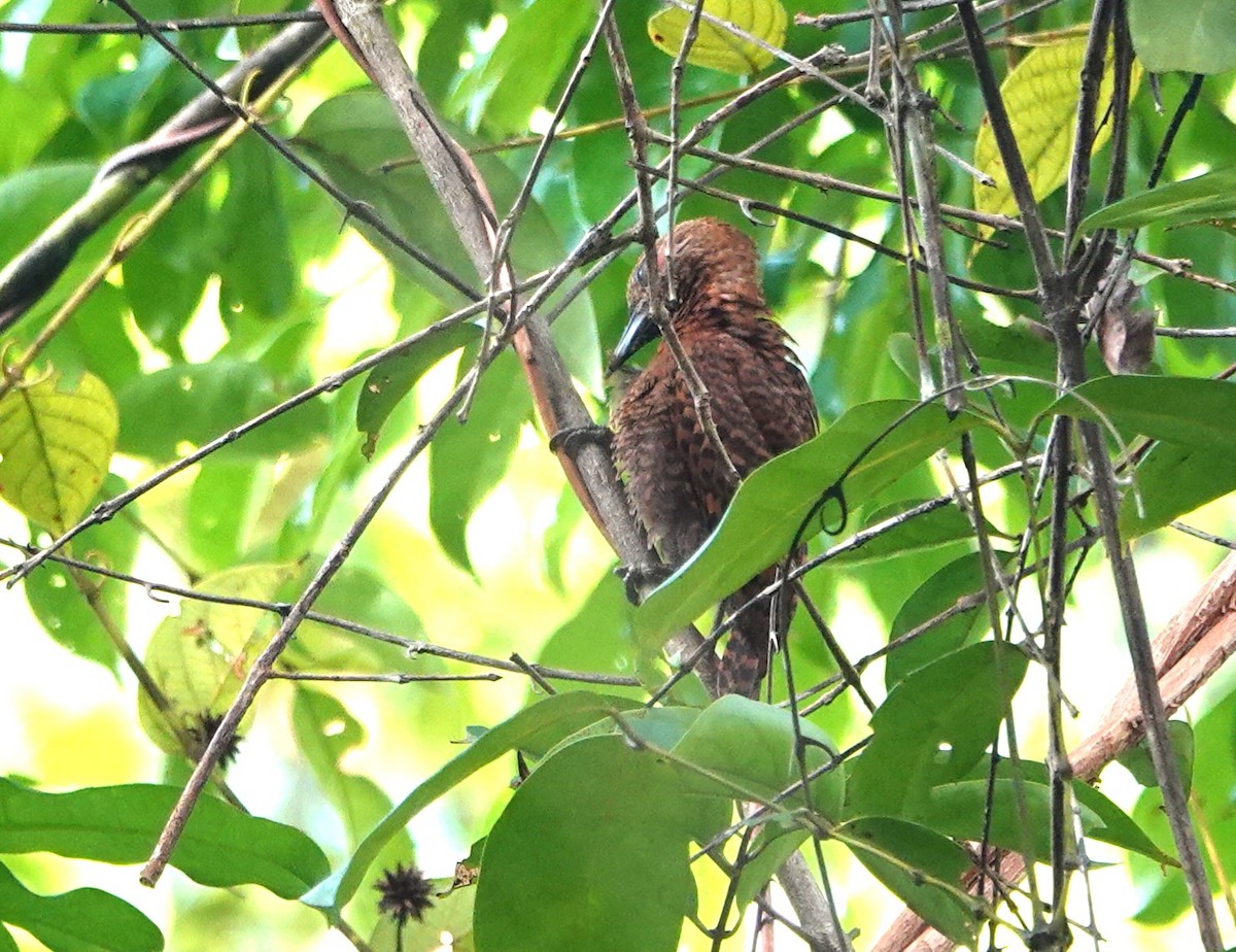 Rufous Woodpecker - ML638064582