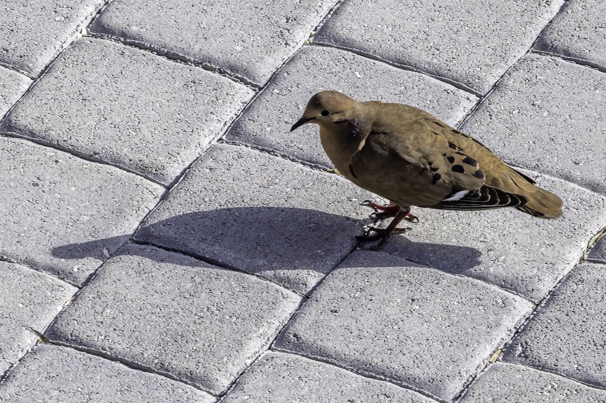 Zenaida Dove - ML638064583