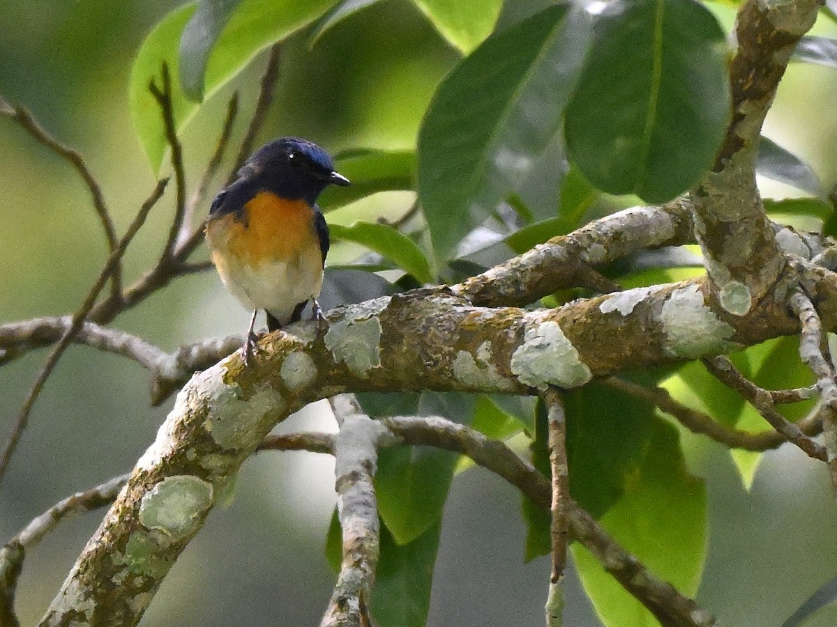 Blue-throated Flycatcher - ML638064584