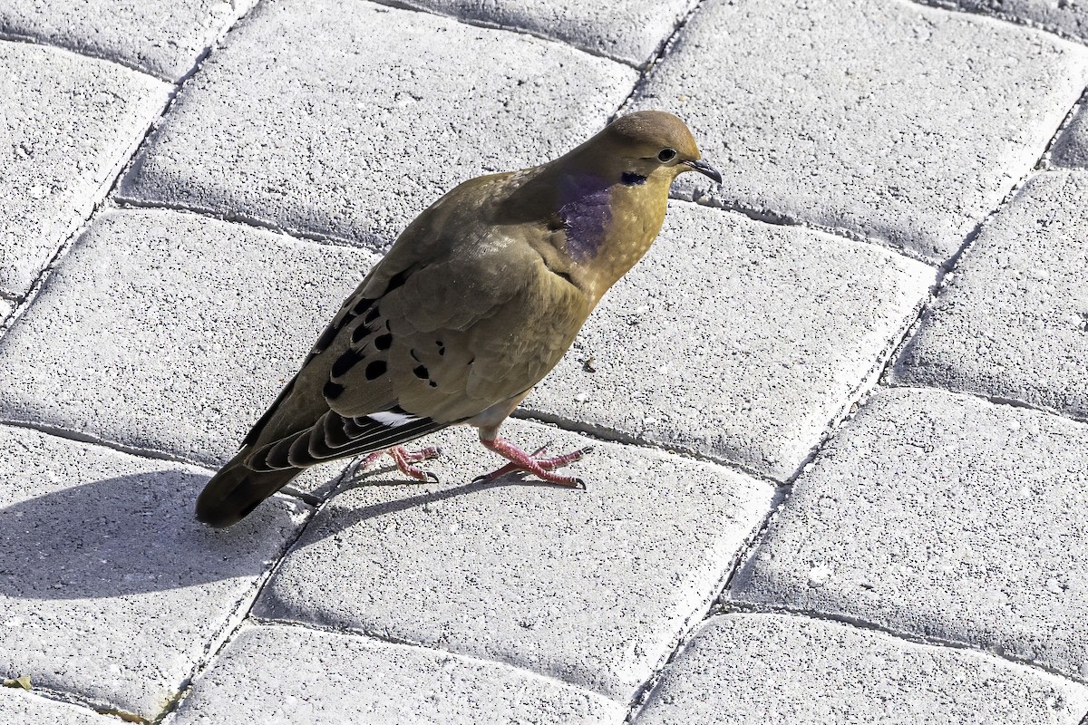Zenaida Dove - ML638064588