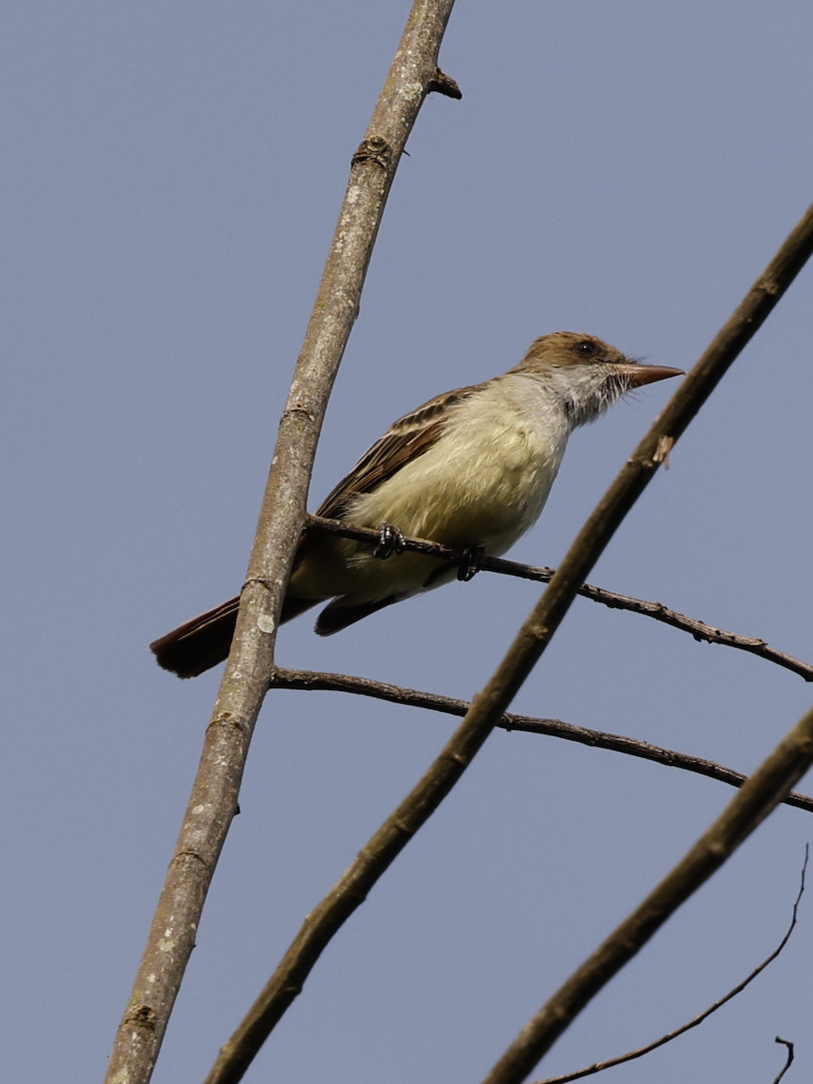 Swainson's Flycatcher - ML638064591