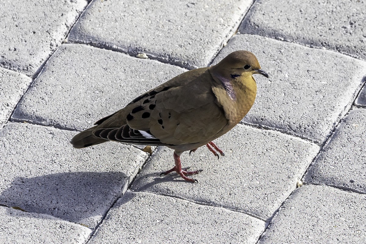 Zenaida Dove - ML638064593