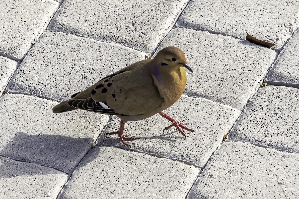 Zenaida Dove - ML638064595