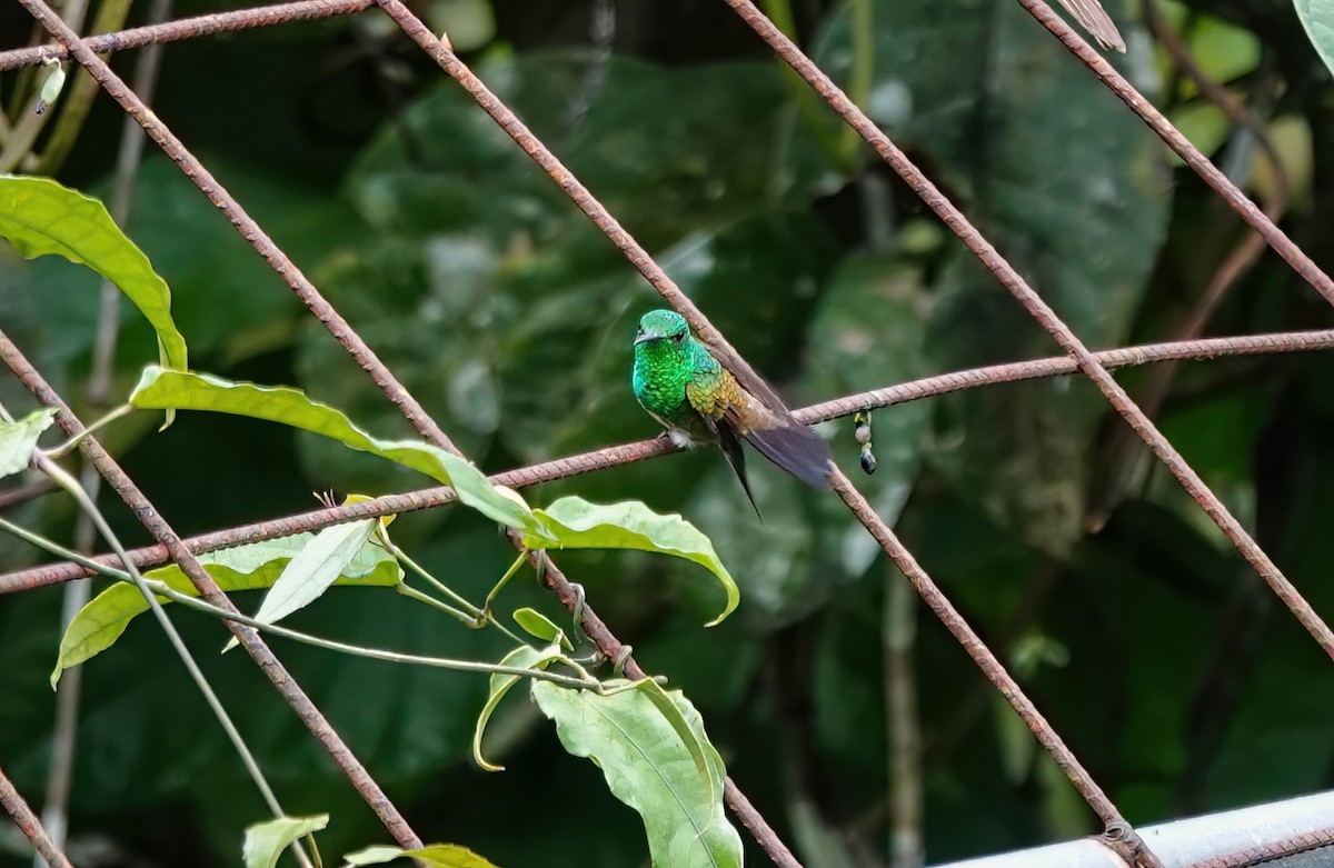 Snowy-bellied Hummingbird - ML638064598