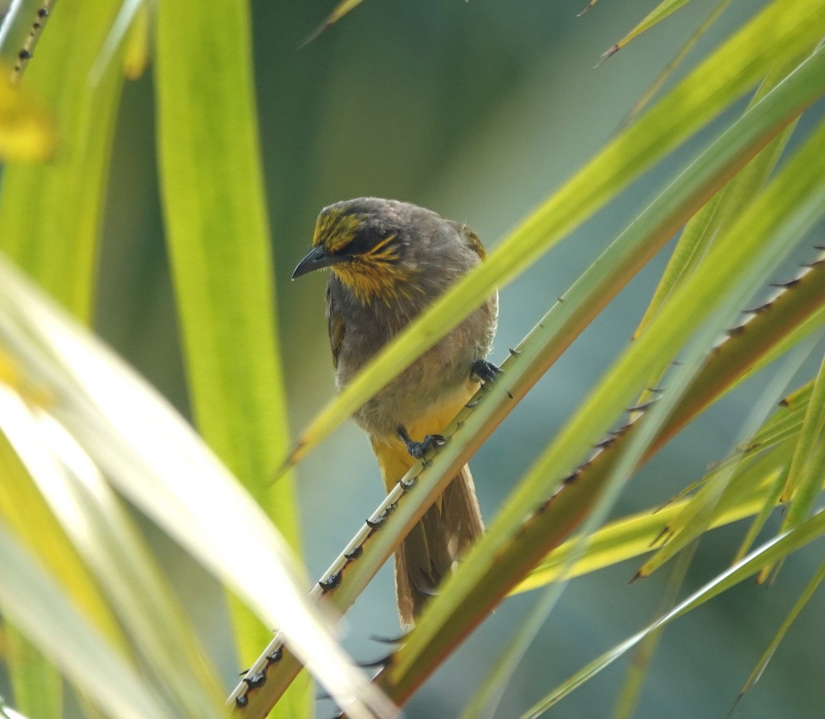 Stripe-throated Bulbul - ML638064604