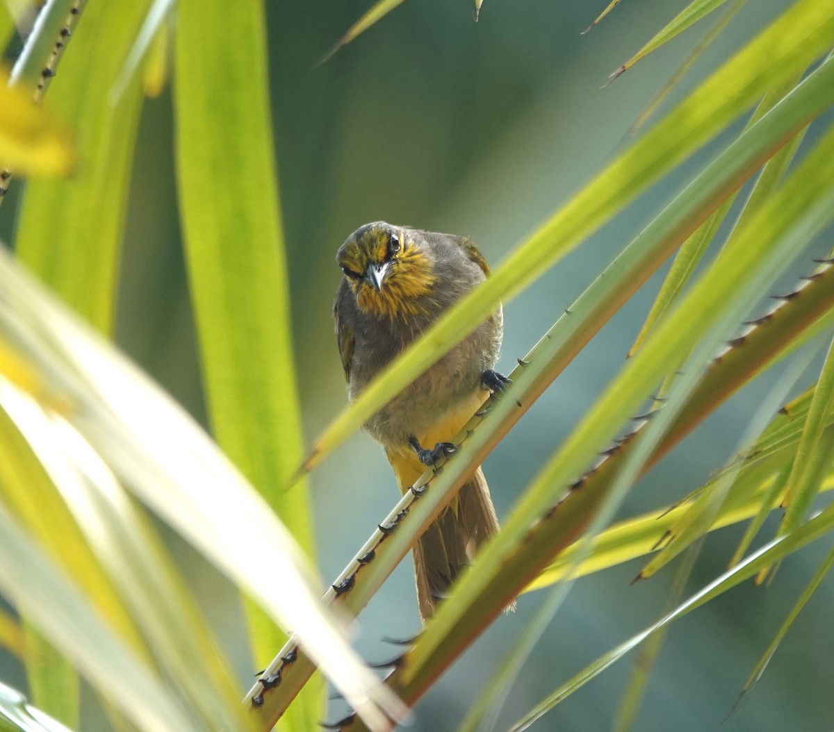 Stripe-throated Bulbul - ML638064605