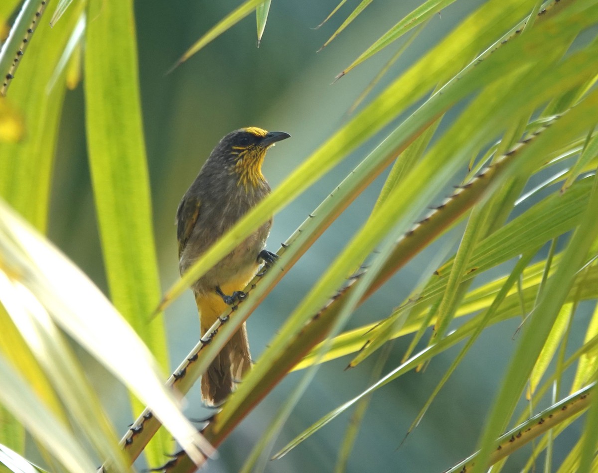 Stripe-throated Bulbul - ML638064606