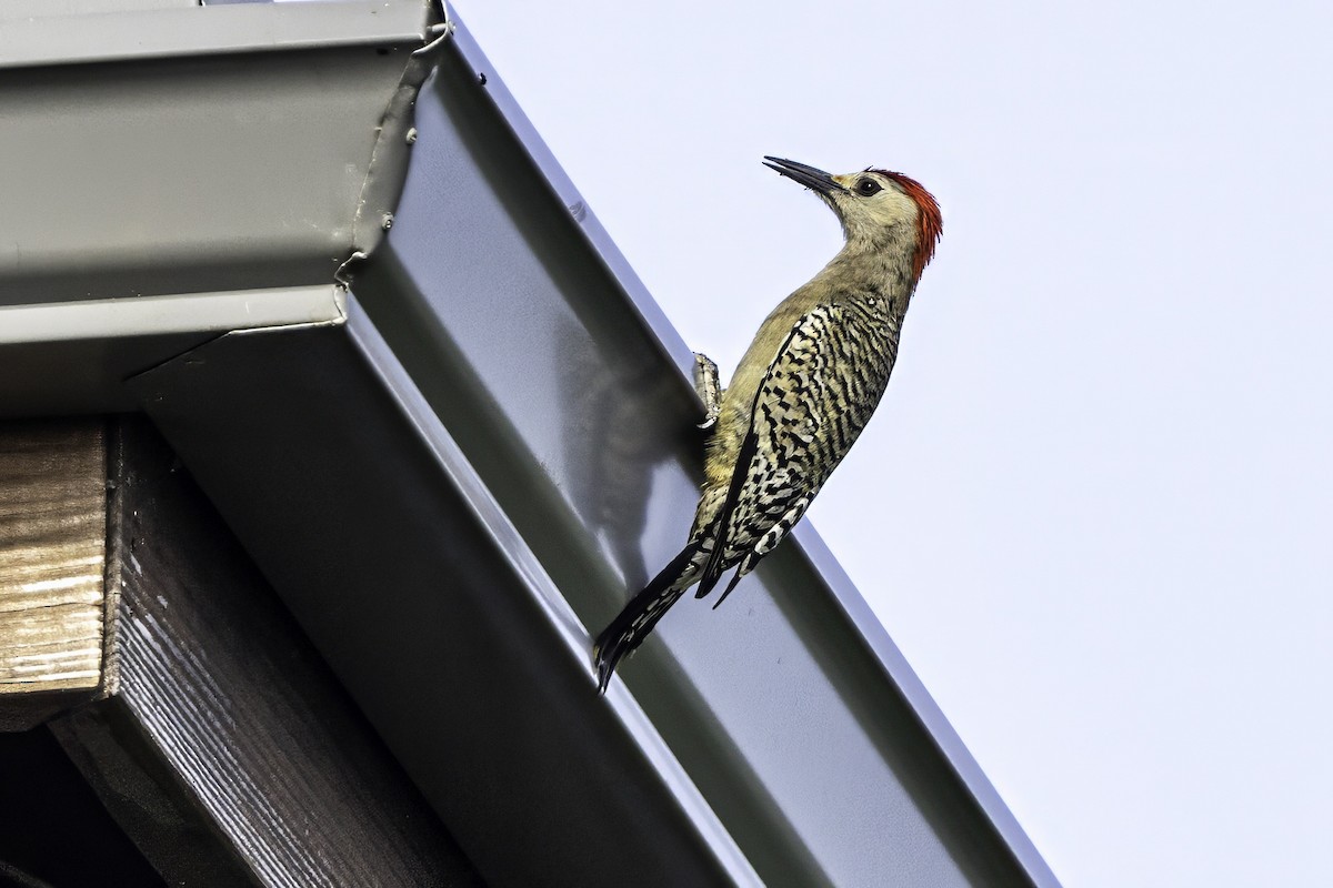 West Indian Woodpecker - ML638064607