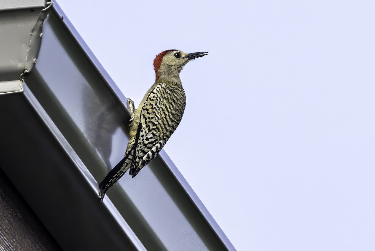 West Indian Woodpecker - ML638064615