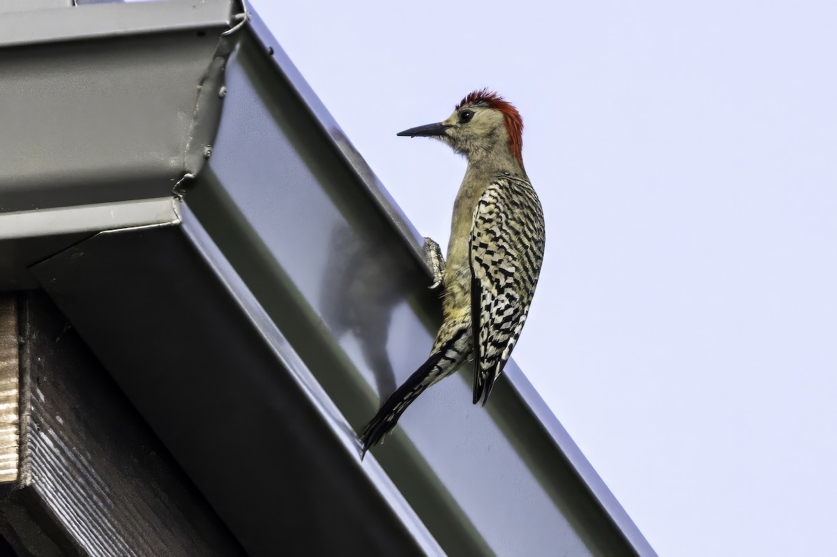 West Indian Woodpecker - ML638064617