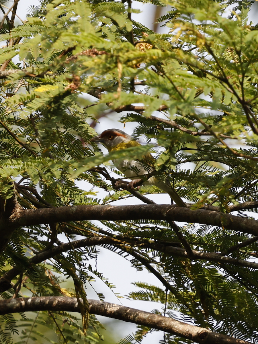 Rufous-browed Peppershrike - ML638064618