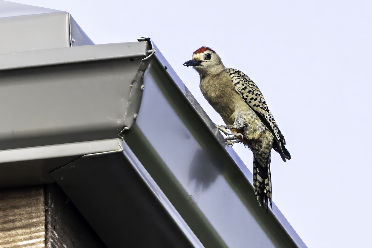 West Indian Woodpecker - ML638064626