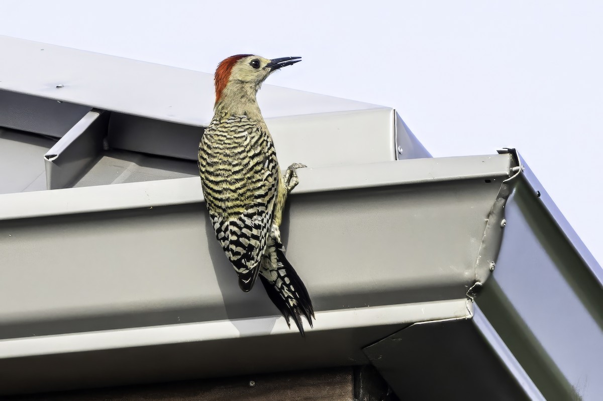 West Indian Woodpecker - ML638064630