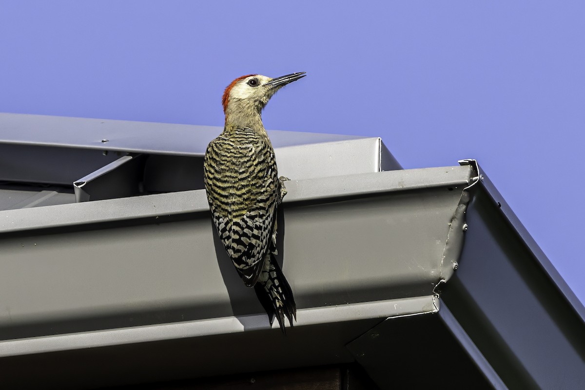 West Indian Woodpecker - ML638064634