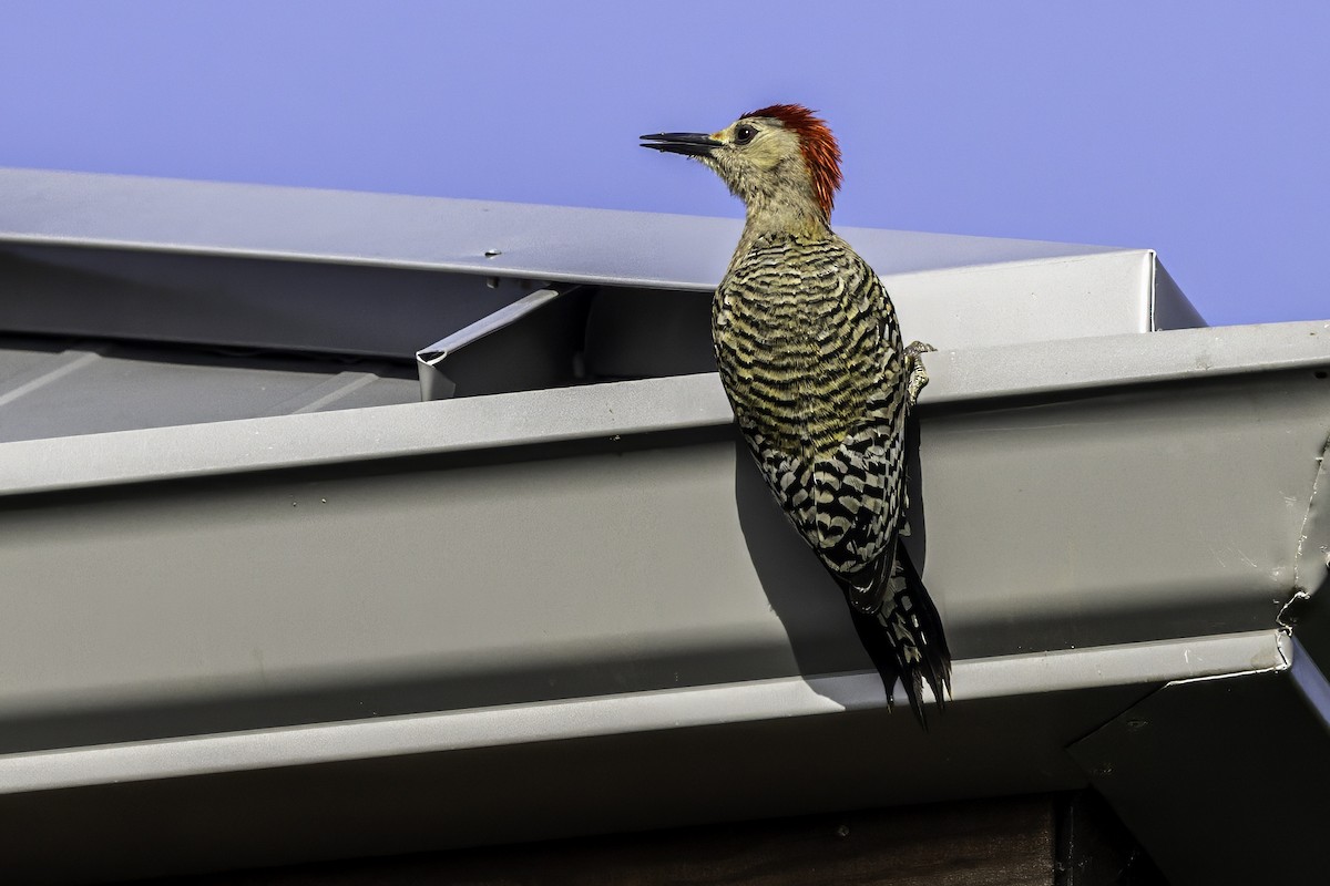 West Indian Woodpecker - ML638064638