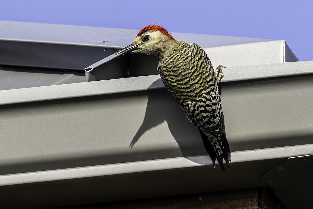 West Indian Woodpecker - ML638064646