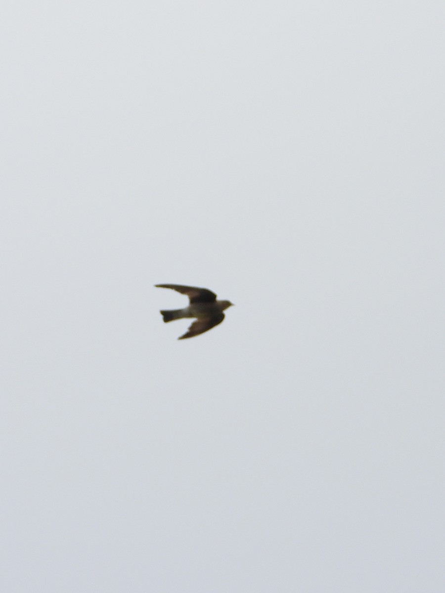 Pale-vented Pigeon - ML638064648