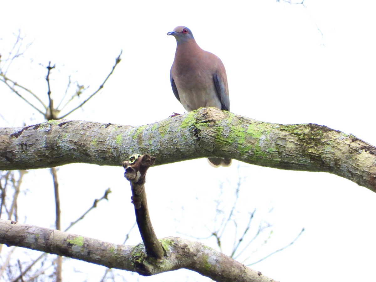Pale-vented Pigeon - ML638064649