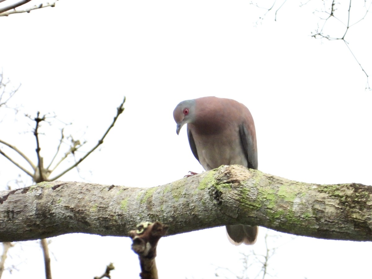 Pale-vented Pigeon - ML638064650