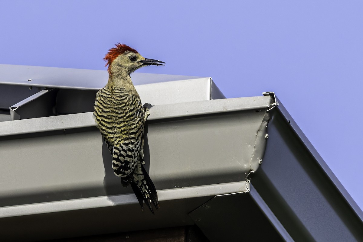 West Indian Woodpecker - ML638064664