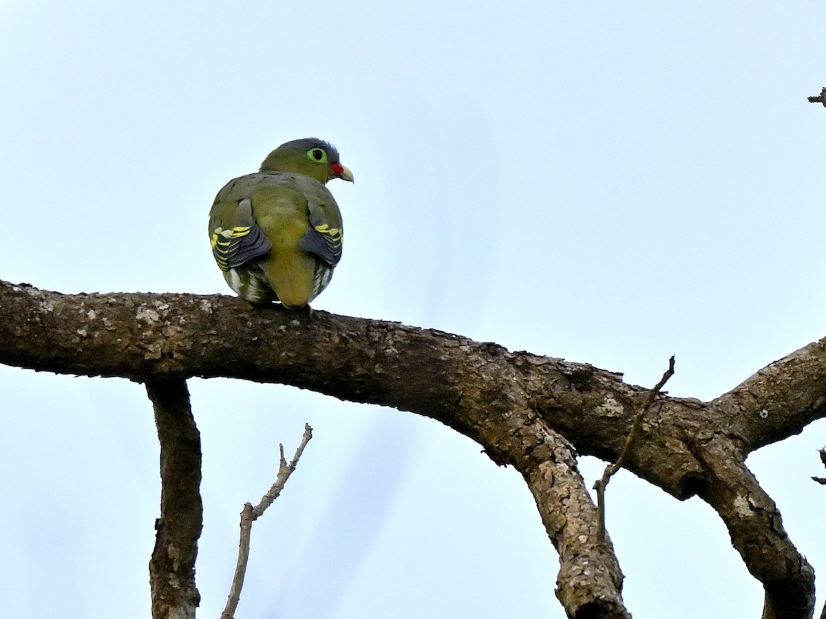 Thick-billed Green-Pigeon - ML638064683