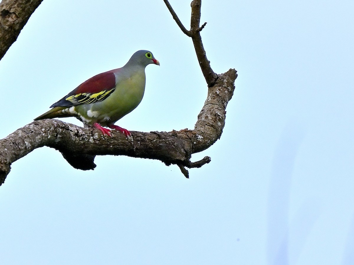 Thick-billed Green-Pigeon - ML638064684