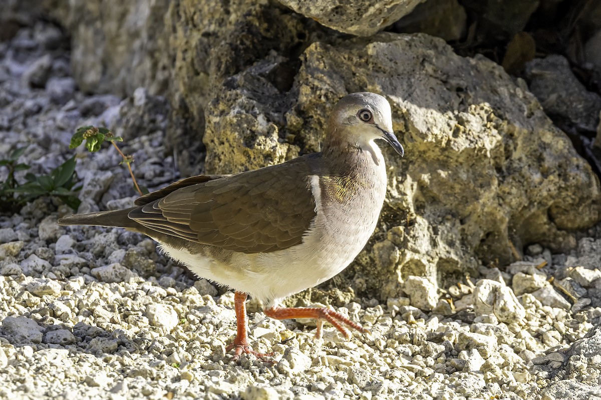 Caribbean Dove - ML638064693