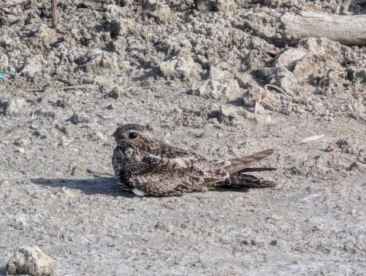 Antillean Nighthawk - ML638064698