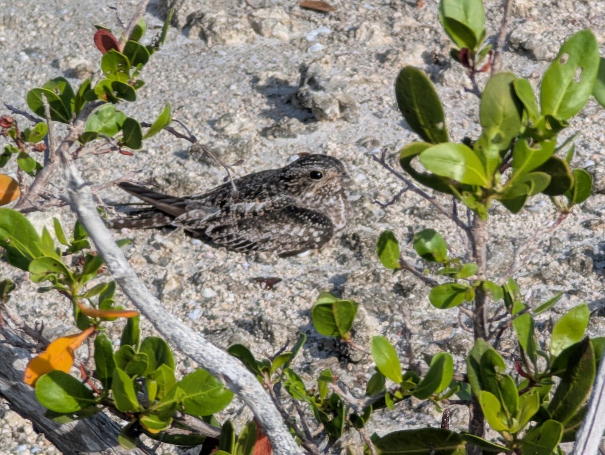 Antillean Nighthawk - ML638064699