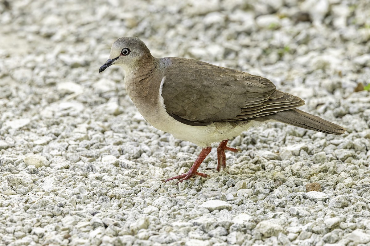 Caribbean Dove - ML638064702