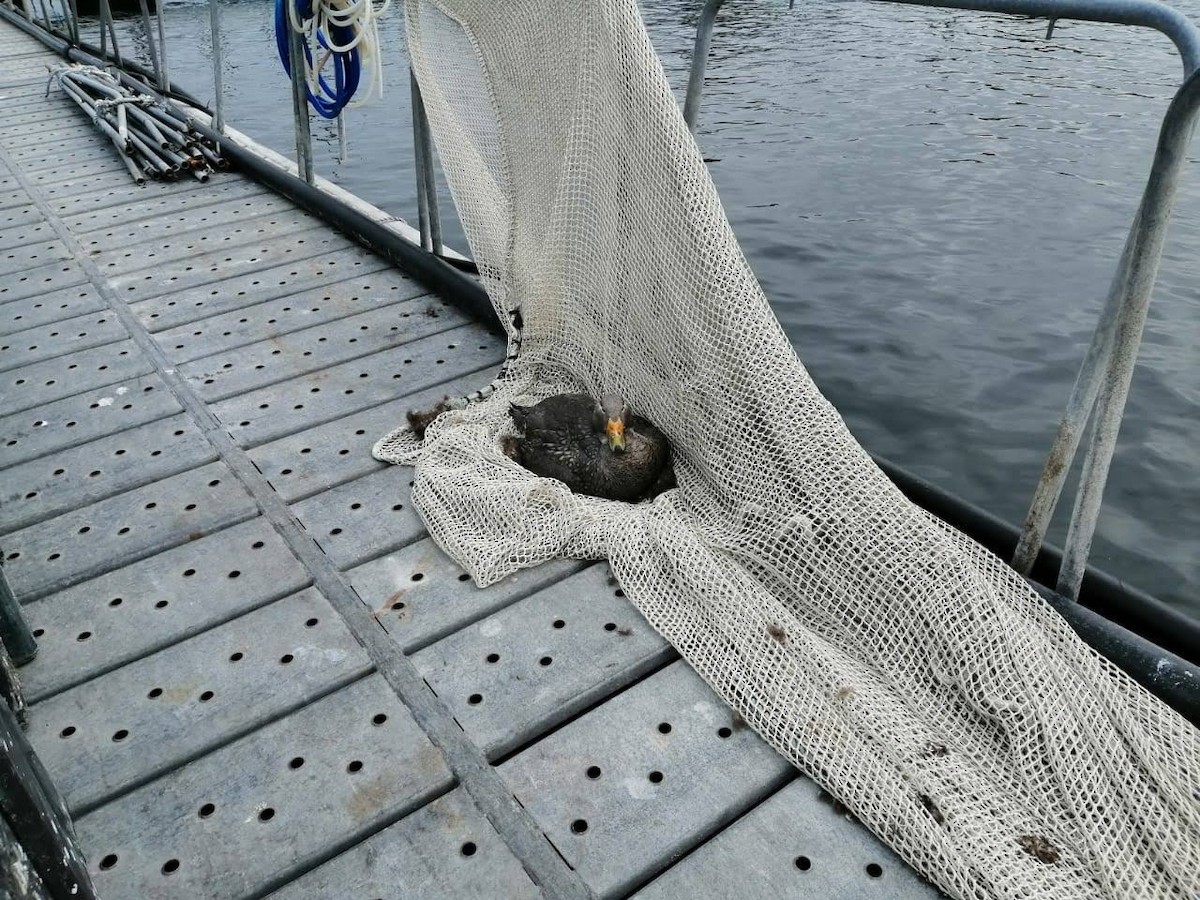Flightless Steamer-Duck - ML638064712