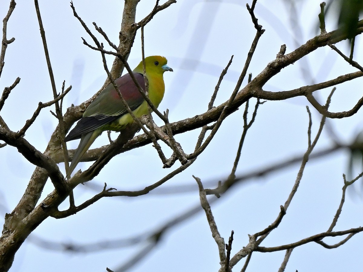 Wedge-tailed Green-Pigeon - ML638064717