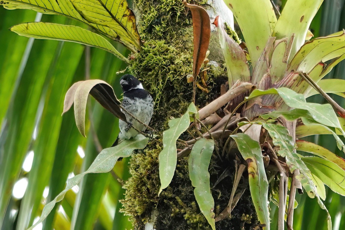Variable Seedeater - ML638064802