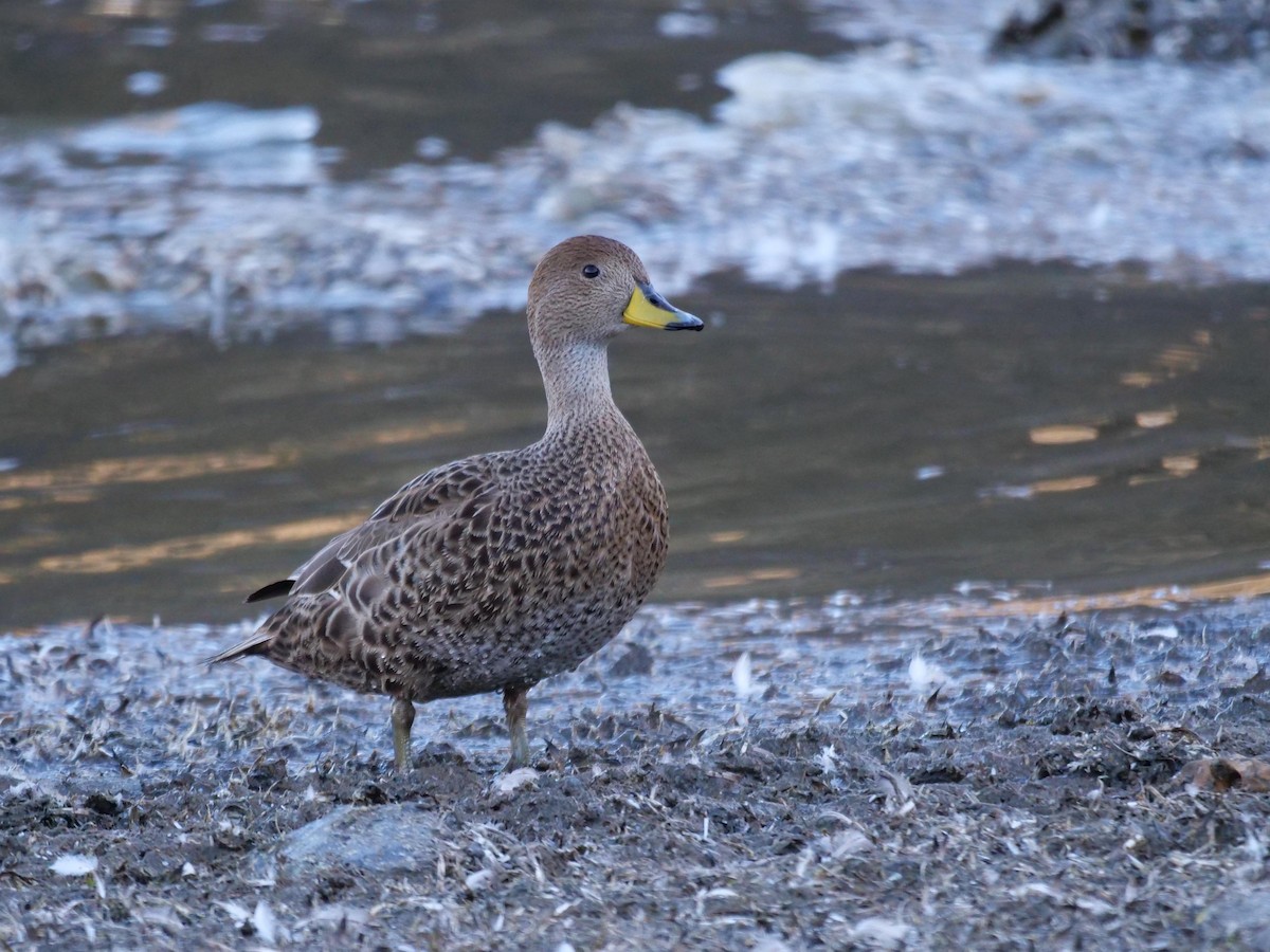 Yellow-billed Pintail - ML638064817