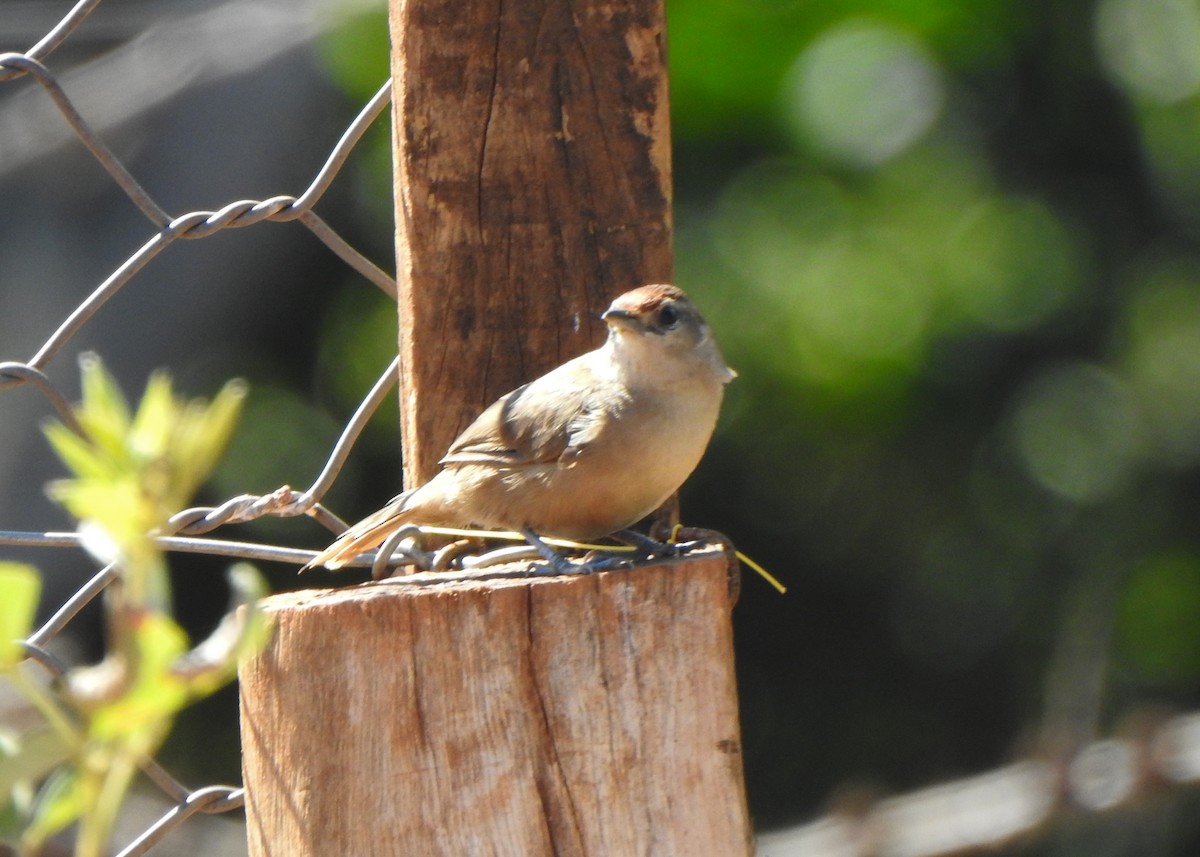 Rufous-fronted Thornbird - ML638064832