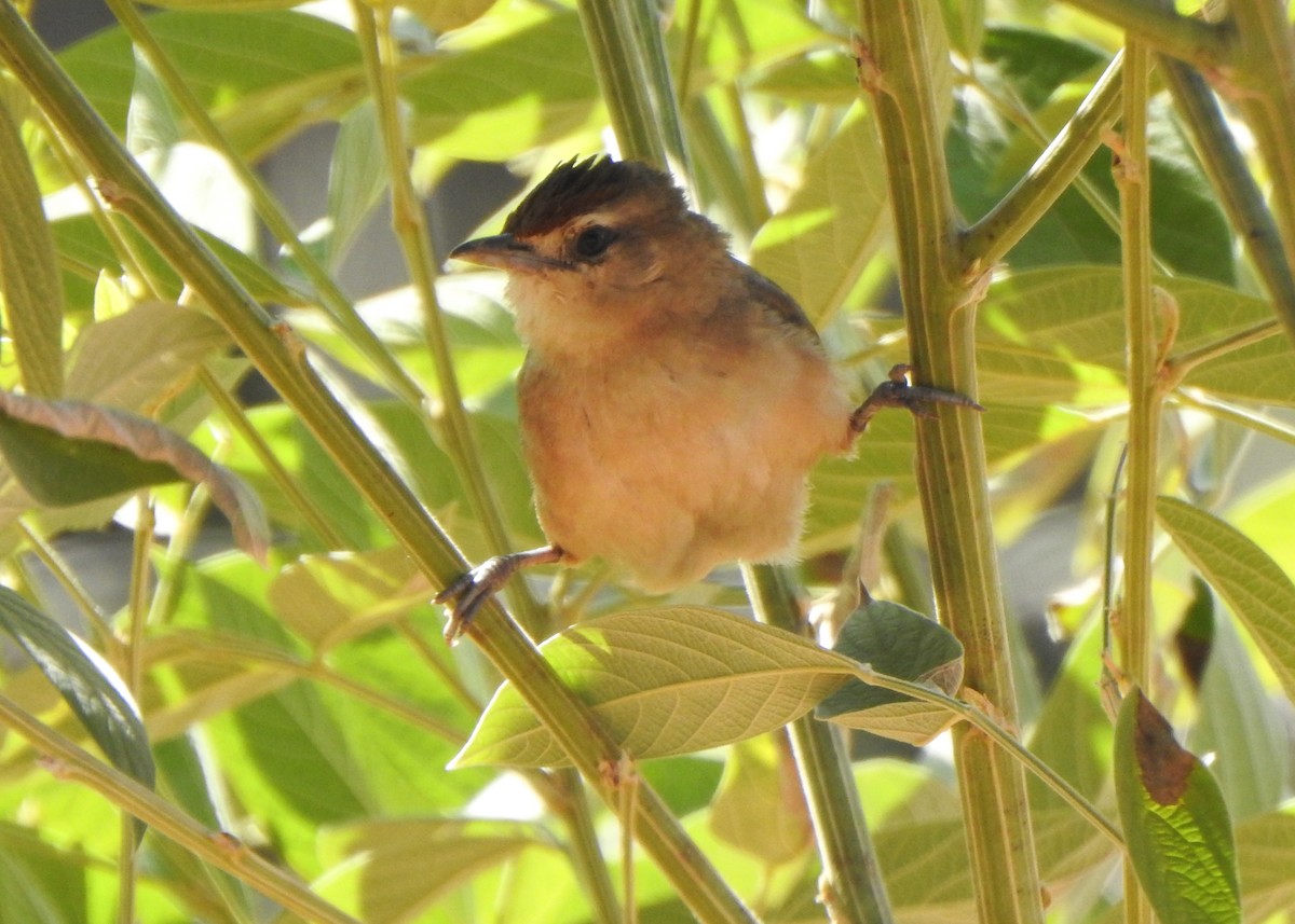 Rufous-fronted Thornbird - ML638064833