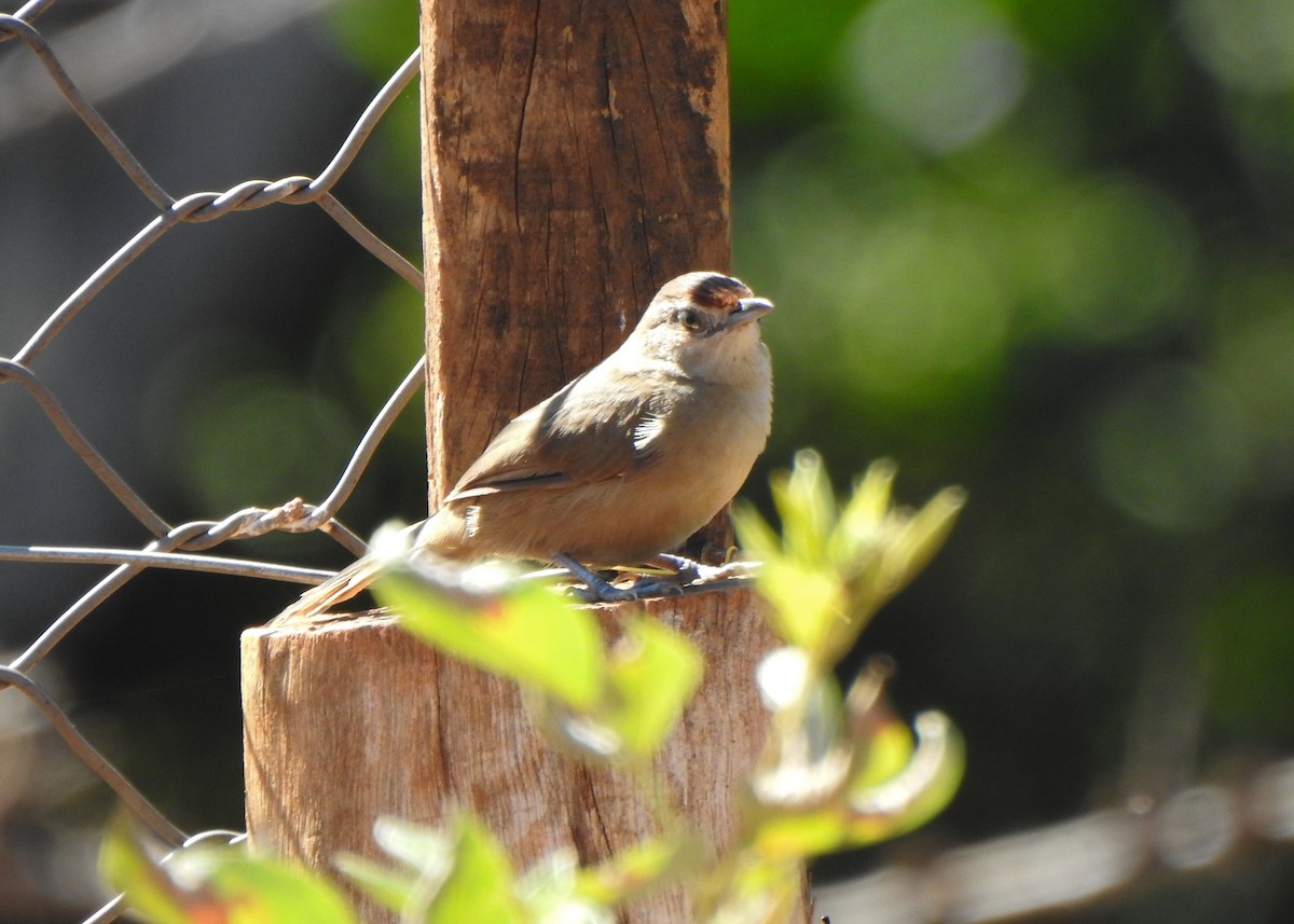 Rufous-fronted Thornbird - ML638064834