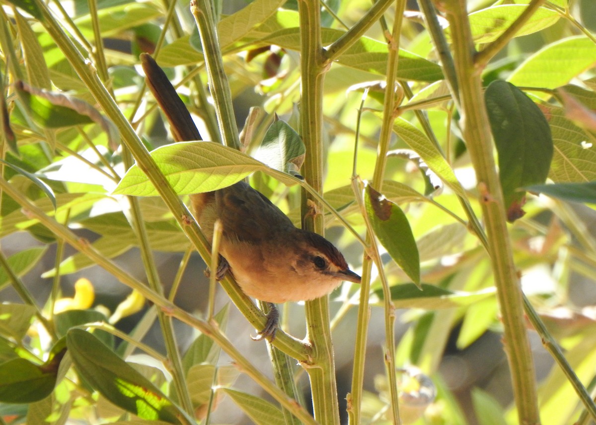 Rufous-fronted Thornbird - ML638064835