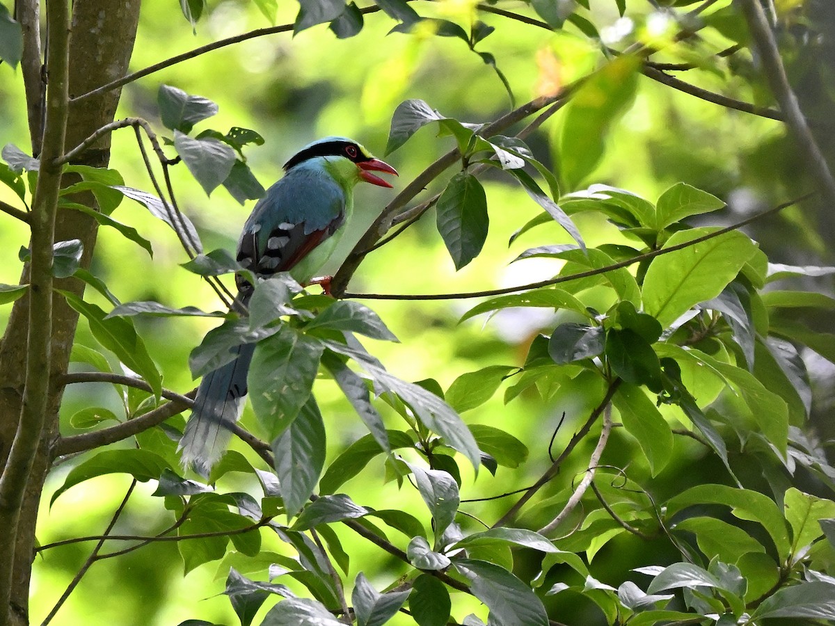 Common Green-Magpie - ML638064842