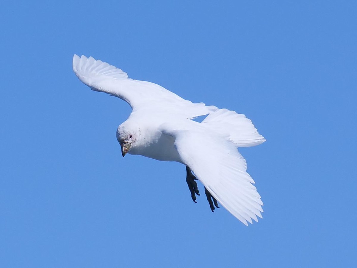 Сніжниця жовтодзьоба - ML638064851
