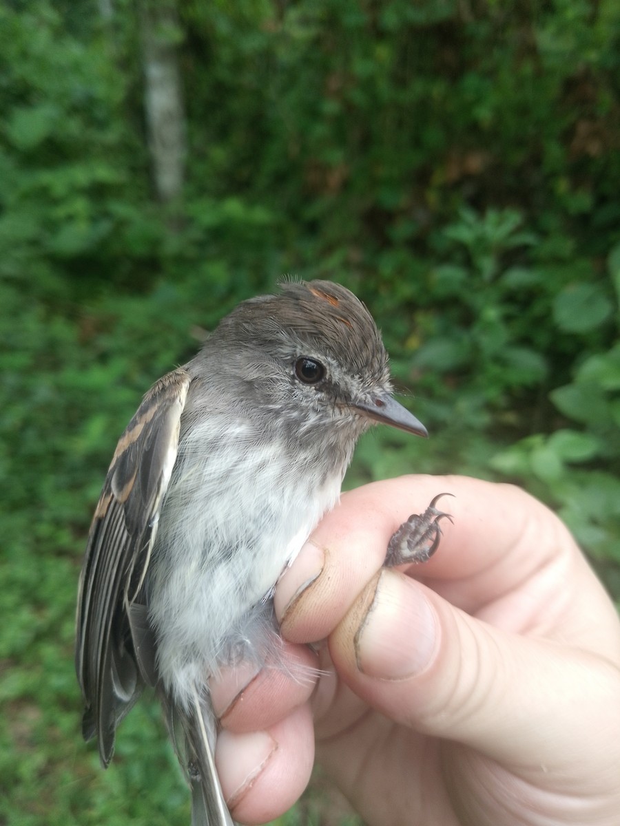 Mouse-gray Flycatcher - ML638064854