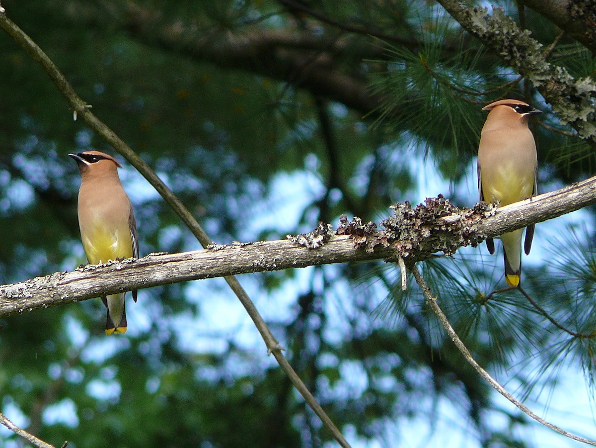 Cedar Waxwing - ML638064867