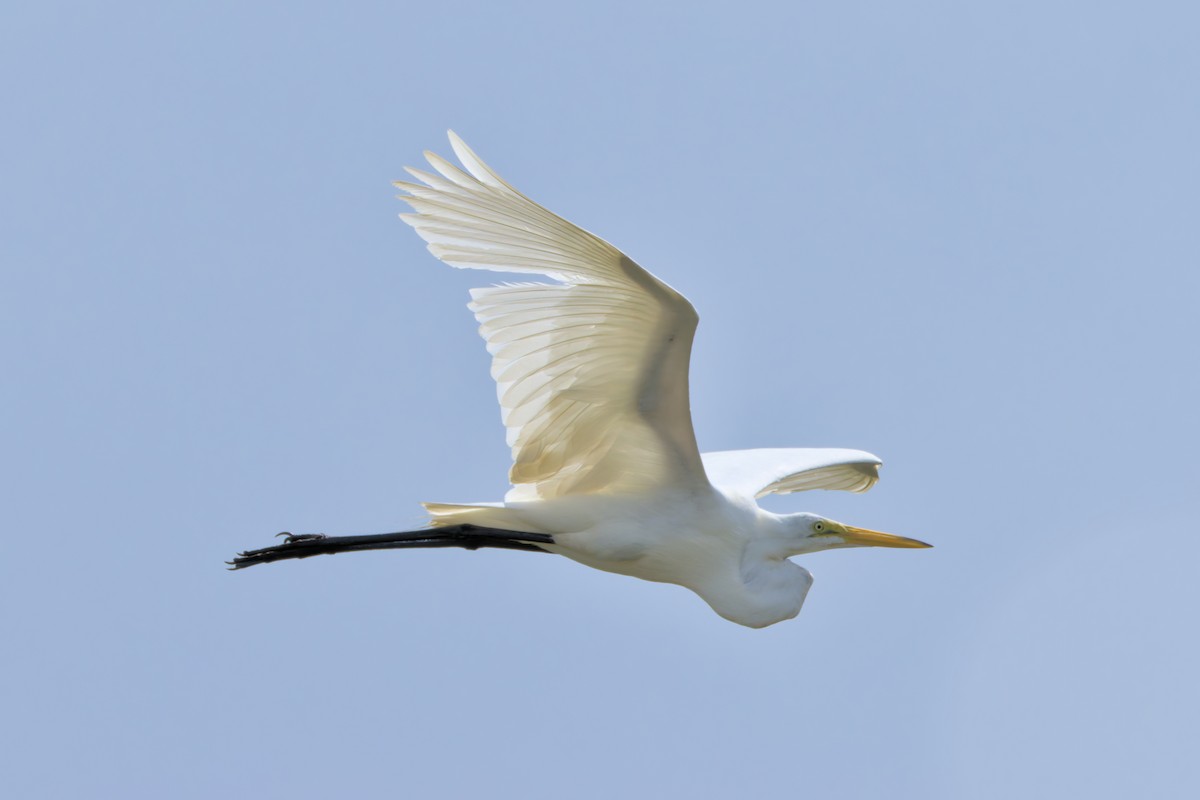 Great Egret - ML638064878