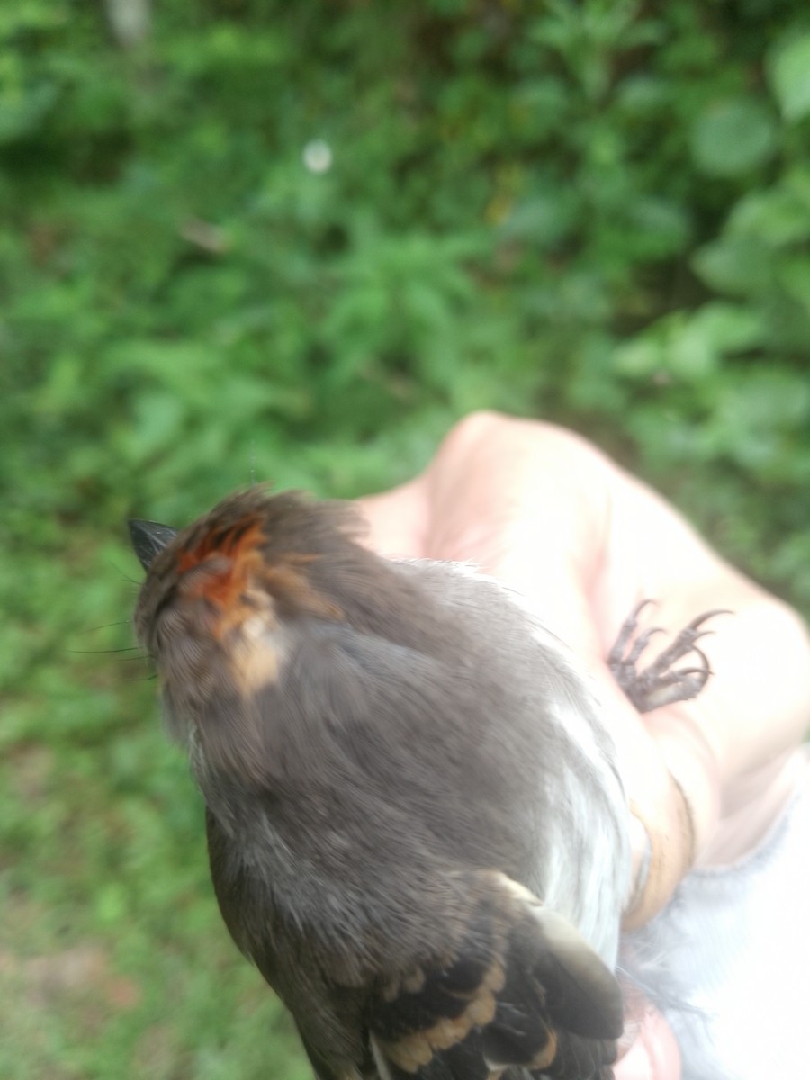 Mouse-gray Flycatcher - ML638064884