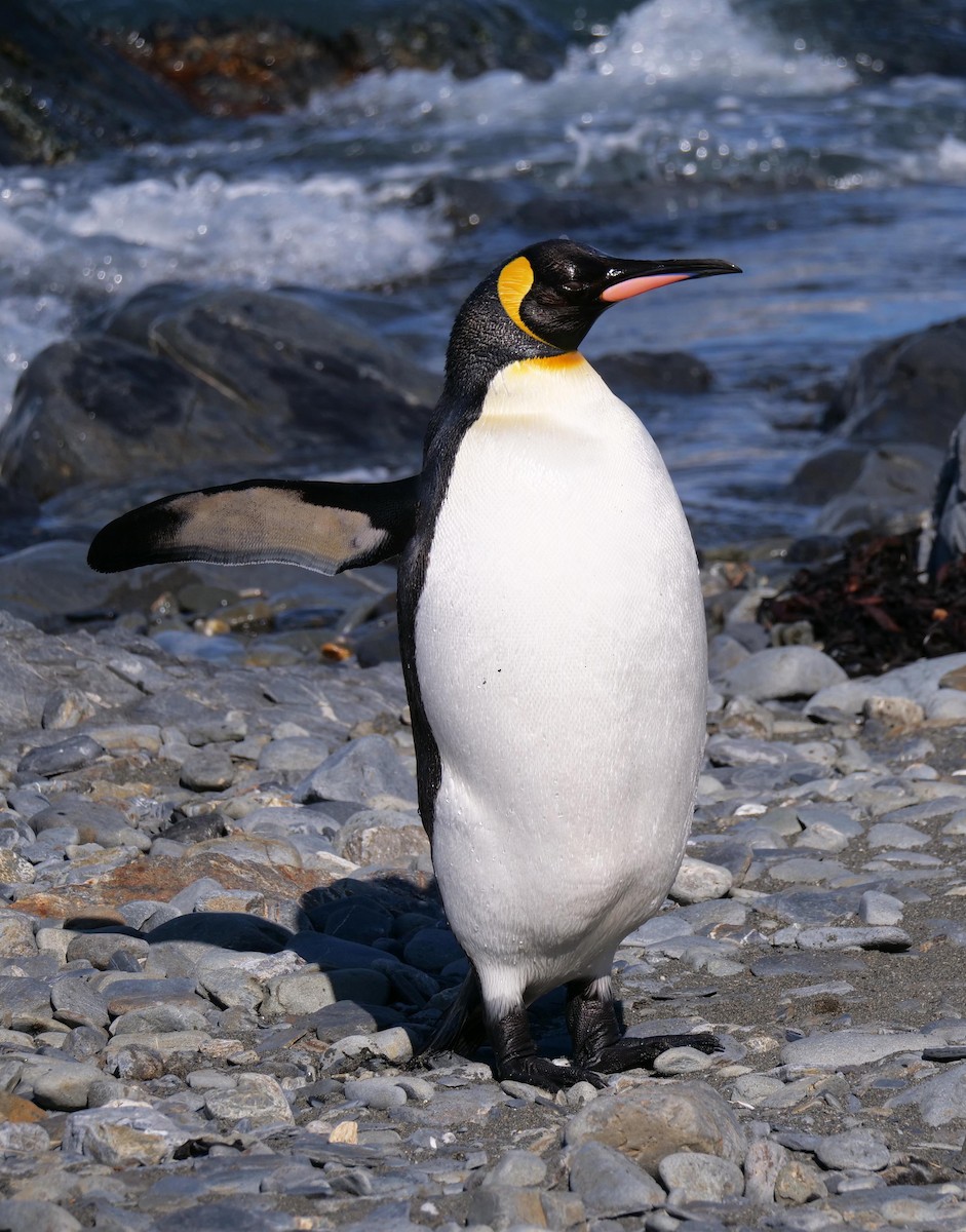 King Penguin - ML638064885