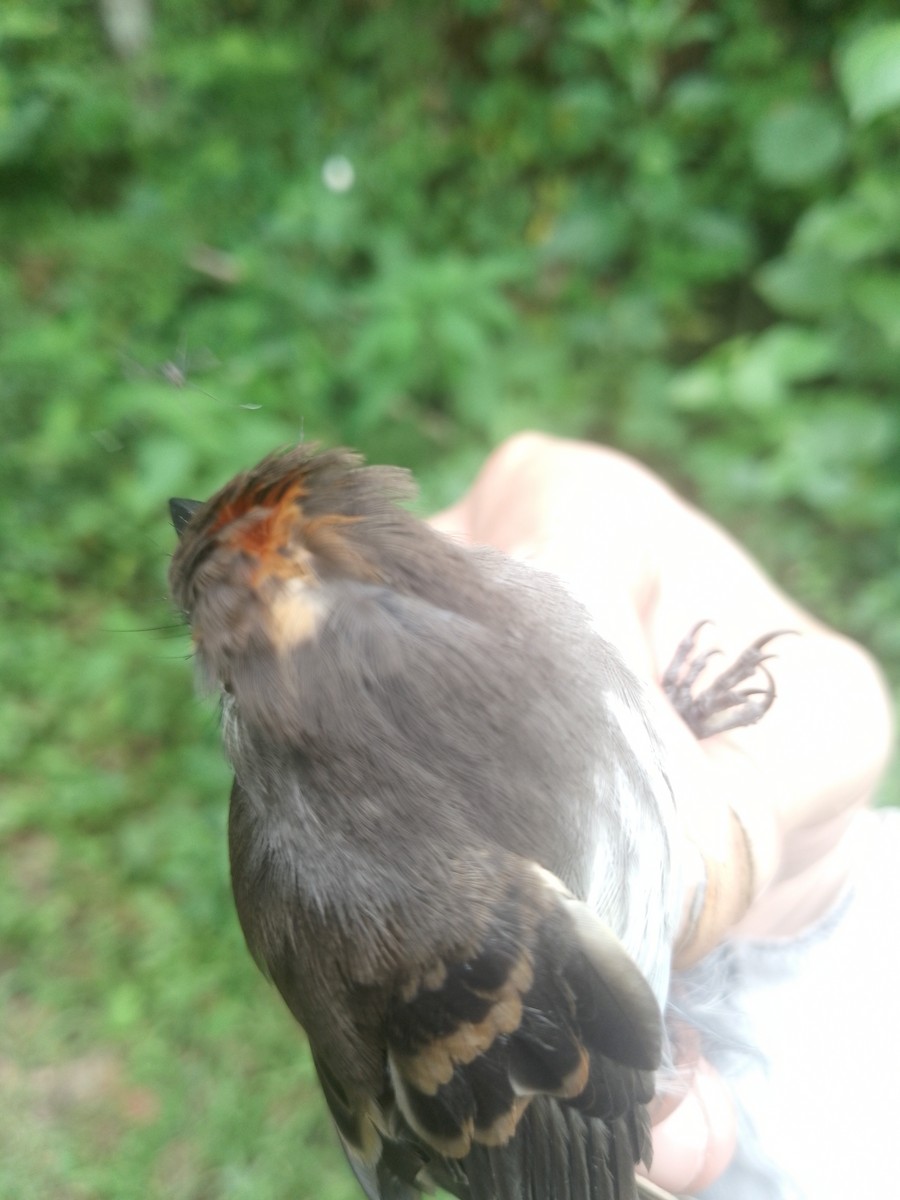 Mouse-gray Flycatcher - ML638064886